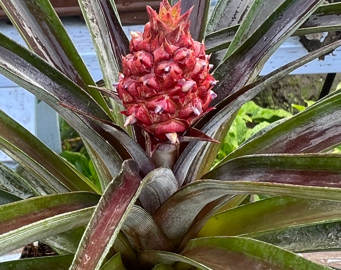 Red Pineapple plant- Ananas comosus- live plant ship in 1gal pot