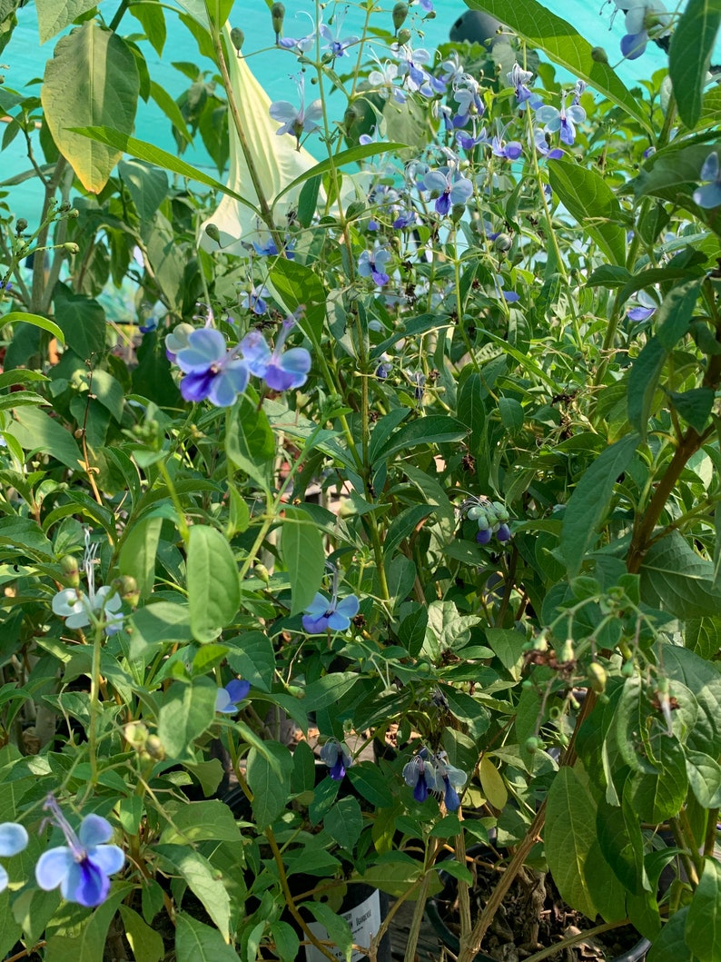 Clerodendrum Ugandense Blue Butterfly Bush, 1-2 ft, Ships in 6 pot image 3