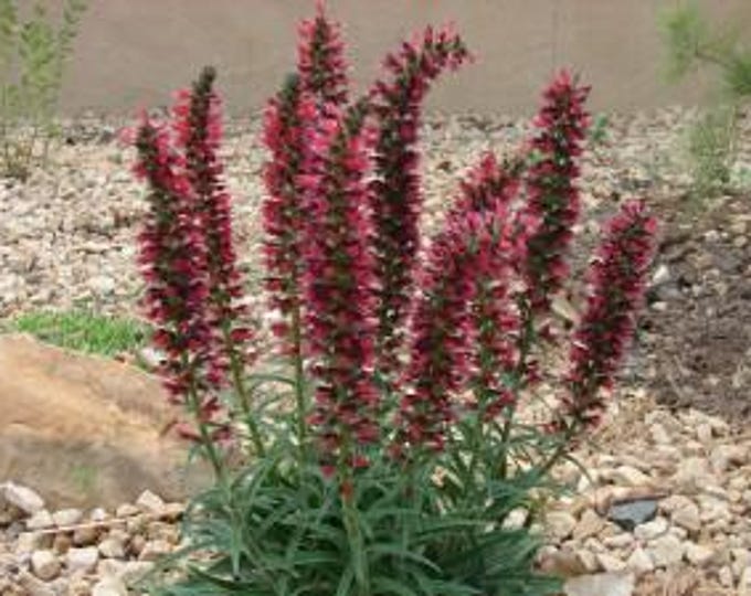 Echium Red Feather- 1 Starter- 4" to 6" Tall - ship in 6" pot