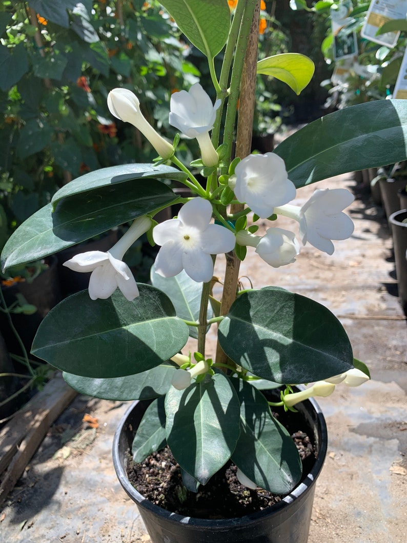 Madagascar Jasmine Stephanotis Floribunda 1 Feet Tall Ship in 6 Pot image 1