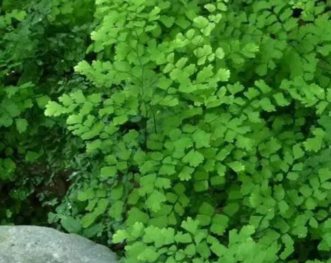 Southern maidenhair fern - 1 plants  - 1Feet Tall  - ship in 6" pot