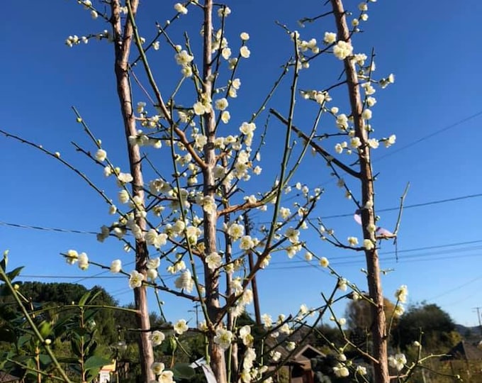 Shiro-Kaga Ume Flowering Apricot  - 3 to 4  Feet - Bigger Trunk - Ship in 3Gal Pot