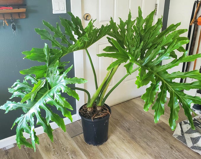 PHILODENDRON SELLOUM - 1 Plants - 2 Feet Tall - Ship in - Ship in 3Gal Pot