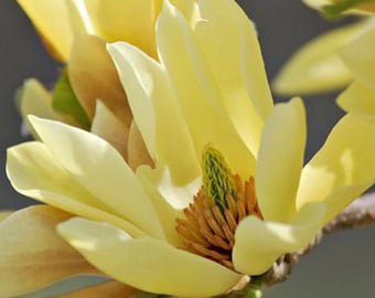 May include: Close-up of a pale yellow magnolia flower in full bloom. The petals are soft and delicate, with a slight curve. The center of the flower has a textured, brown and green core. The background is a soft, blurred gray.