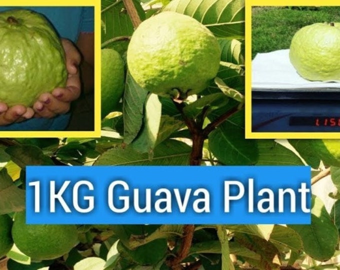 Kilo guava white flesh - 1 to 2 feet tall   - ship in  pot