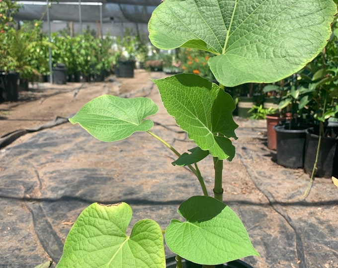 Rootbeer Yerba Santa- live plant 1ft tall in 6” pot