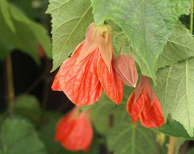 Abutilon ‘Christina’ 1 Live Plant 1-2ft tall 6” pot
