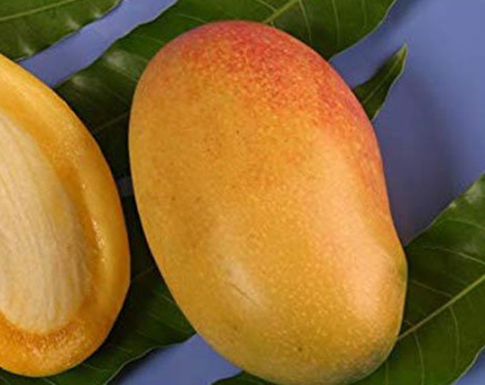 Coconut Cream  Mango Tree - grafted tree   - 1 feet tall -grafted - ship in 6" Pot