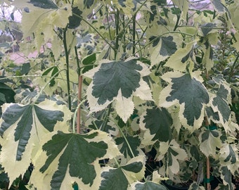 Abutilon ‘Savitzii’ 2 feet tall 6” pot