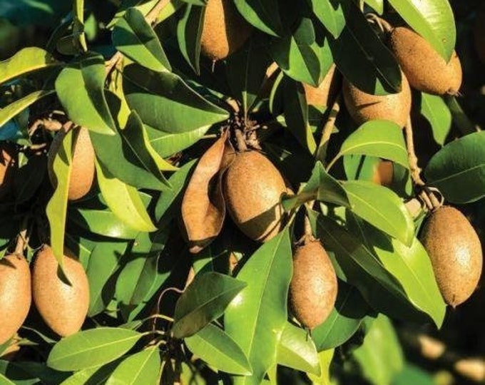 Sapodilla alano - 1 plants - 2 to 3 feet tall - ship in 3 gal pot