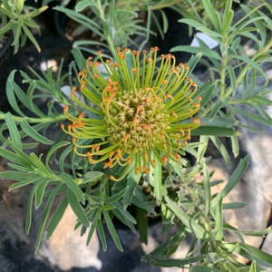 Leucospermum ‘Rainbow’ 1 Live Plant  Ship in 6" Pot