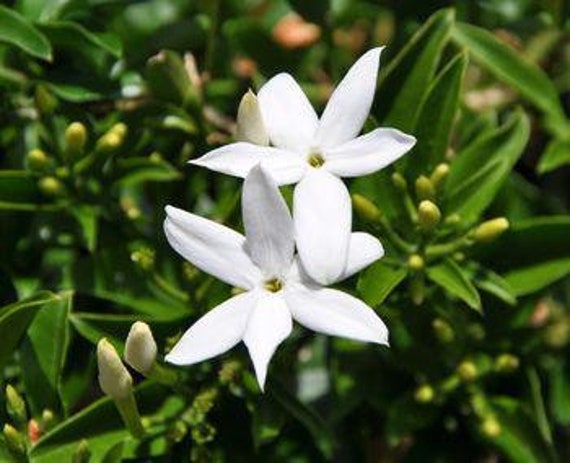 South African Jasmine-jasmine Angulare Ship in 6