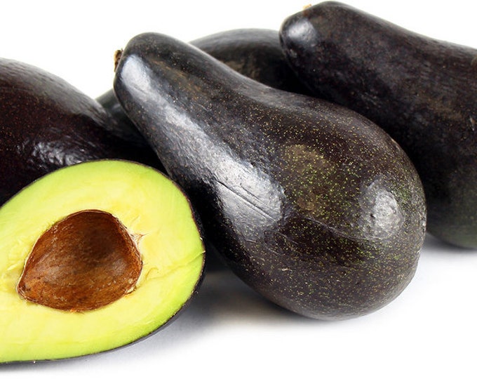Stewart Avocado Tree- 1  Feet Tall - Grafted Tree - Ship in Plastic Bag