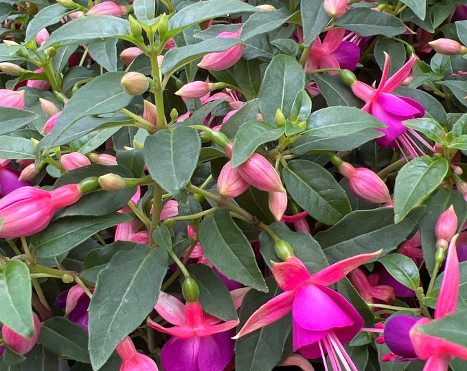 Fuchsia Jollies ‘Nancy’- ship in 4” pot