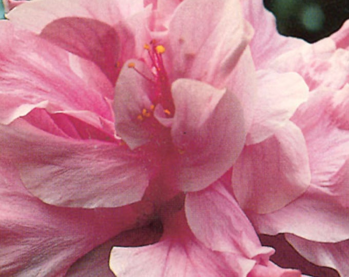 Kona Improve Hibiscus- live plant 1ft ship in 1 gal pot