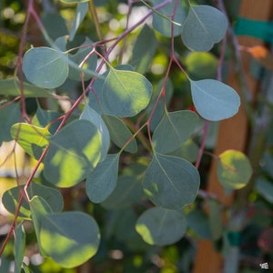 May include: Close-up of a eucalyptus branch with green leaves. The leaves are oval-shaped and have a smooth texture. The branch is thin and has a reddish-brown color.