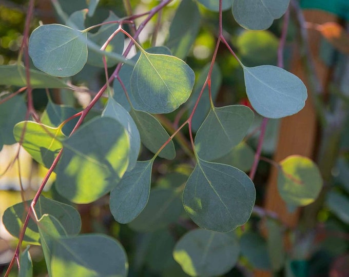 Eucalyptus Silver Dollar Gum - 1ft tall ship in 6” pot