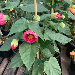 Abutilon Tropic Rose 1 feet tall  Ship in 6&quot; Pot