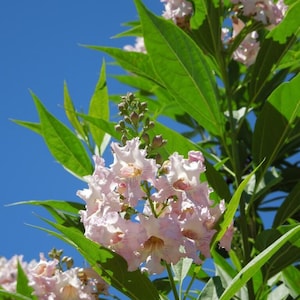 May include: Close-up of a flowering tree with clusters of light pink blossoms and vibrant green leaves against a clear blue sky. The flowers have a delicate, ruffled appearance, and the leaves are long and pointed.