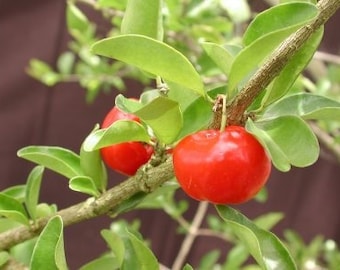 Barbados cherry -  3 to 4  feet tall - ship in 3gal pot