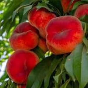 Peach 'Galaxy' - 2 to 3 feet tall - ship in pot