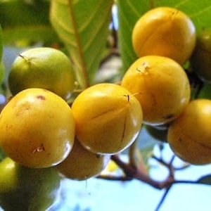 Nanceinga - nanche (byrsonima crassifolia) - 2 to 3 feet tall   - ship in 3 gal pot