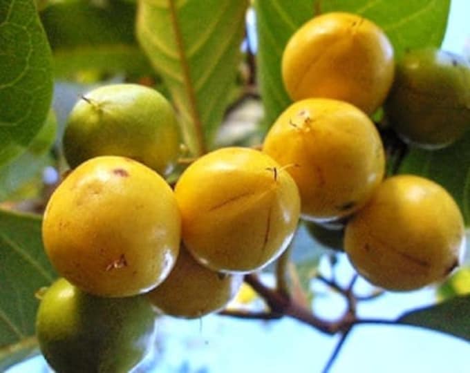 Nanceinga - nanche (byrsonima crassifolia) - 2 to 3 feet tall   - ship in 3 gal pot