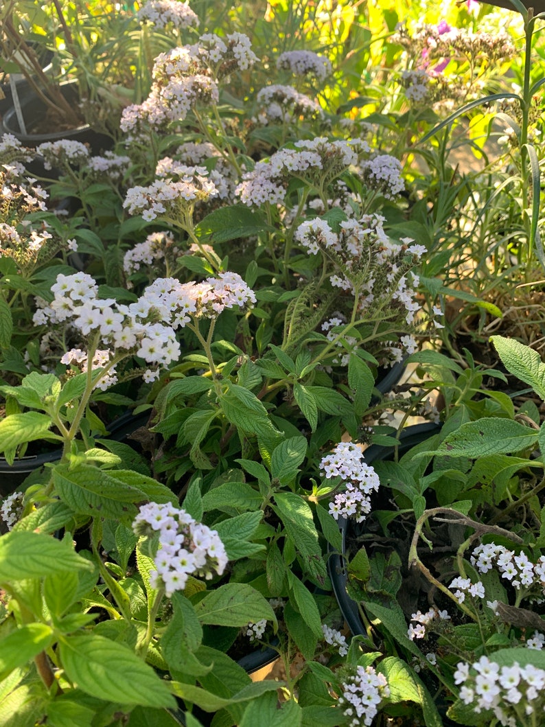 White Heliotrope Heliotropium Arborescens Live Plant