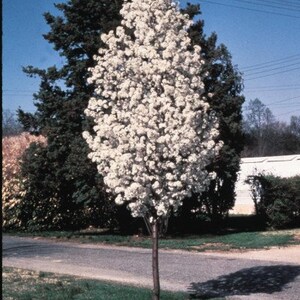 Pyrus calleryana 'Redspire' 2 to 3 Feet Tall Grafted Tree Ship in pot image 1