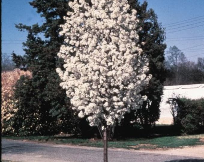 Pyrus calleryana 'Redspire'- 2 to 3 Feet Tall - Grafted Tree - Ship in pot