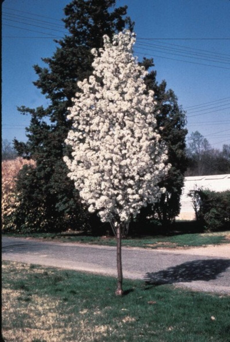 Pyrus calleryana 'Redspire' 2 to 3 Feet Tall Grafted Tree Ship in pot image 1