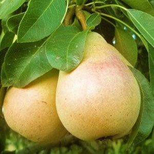 May include: Two ripe, yellow pears hanging from a tree branch with green leaves.