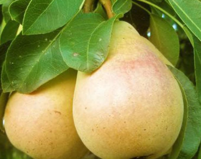 Pear ‘Pineapple ’- 4 Feet tall - Ship in 3Gal Pot