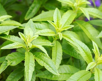 Lemon Verbena (aloysia Triphylla) Ship in 6" Pot - Etsy