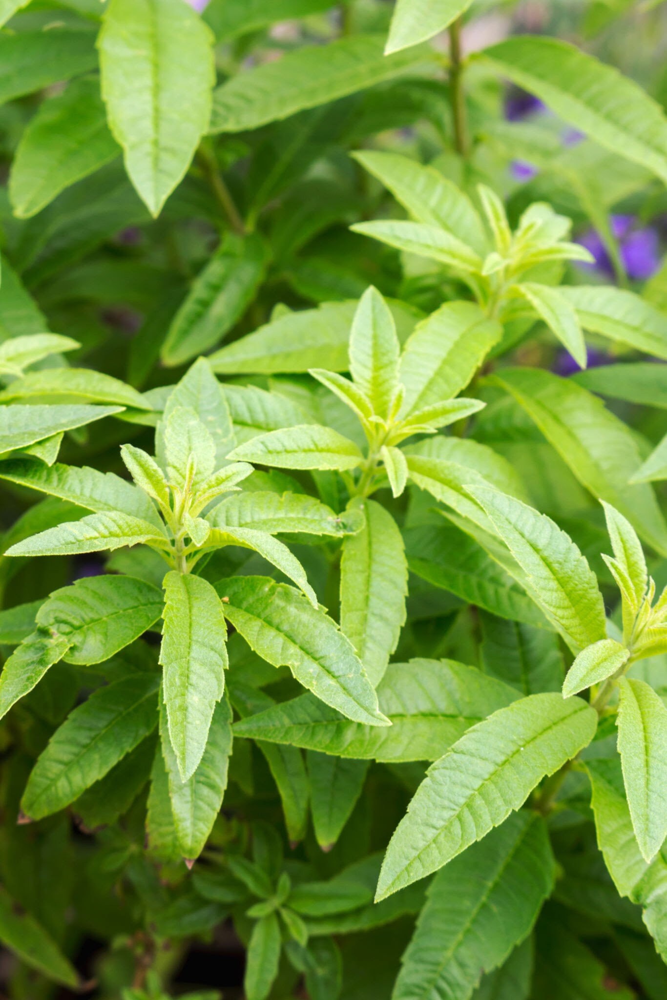 I Love Lemon Verbena