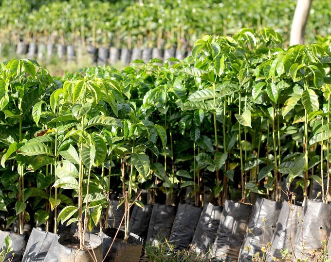 Arabica coffee plant - 1 plants - 2 to 3  feet tall - ship in 3gal pot