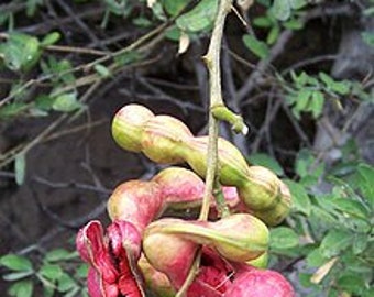 Guamuchil Pithecellobium dulce - 1 Plant - 1 Feet Tall - Ship in 6" Pot