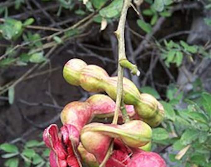 Guamuchil Pithecellobium dulce - 1 Plant - 1 Feet Tall - Ship in 6" Pot