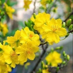 May include: A close-up of a branch of a tree with yellow flowers. The flowers are in bloom and have a delicate, five-petal structure. The background is blurred, creating a soft and dreamy effect.