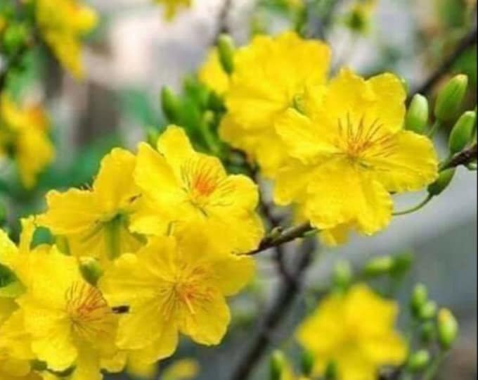 Mickey Mouse (Ochoa Serrulata)  Mai Vang Viet nam - 2 to 3 feet tall - Ship in 3Gal Pot