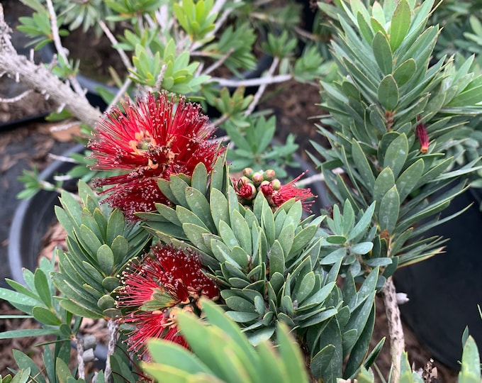 Little John Dwarf Bottlebrush (Callistemon ‘Little John’) Live Plant Ship in 6" Pot