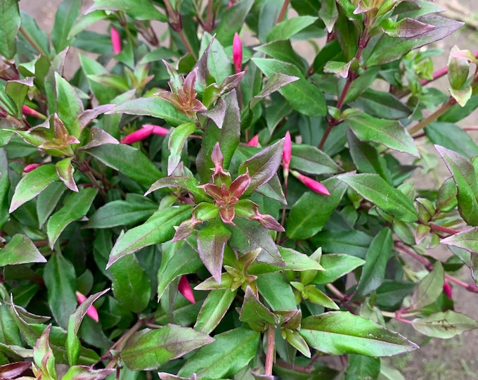 Fuchsia Glazioviana  Ship in 3" Pot