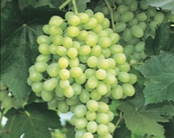 Thompson seedless grape -  1 plants - 1 feet fall -  ship in 6" pot