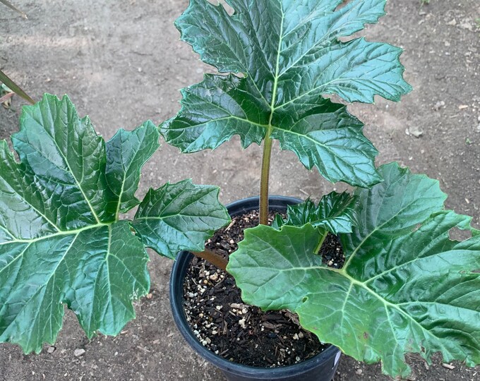 Bear’s Breeches (Acanthus Mollis) 1 Live Plant  Ship in 6" Pot