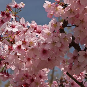 Pink Cloud Flowering Cherry (Prunus serrulata 'Pink Cloud')- 2 to 3 Feet Tall - Grafted Tree - Ship in pot