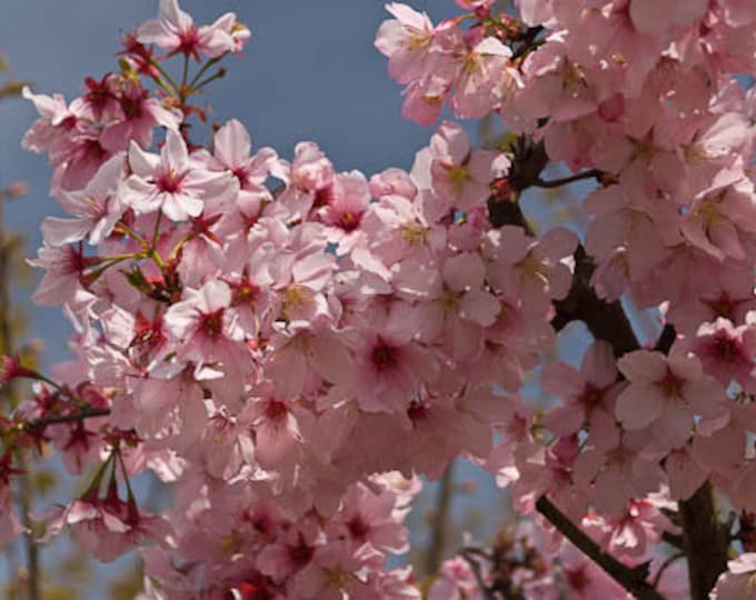 Pink Cloud Flowering Cherry (Prunus serrulata 'Pink Cloud')- 2 to 3 Feet Tall - Grafted Tree - Ship in pot