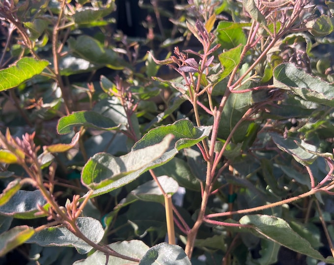 Eucalyptus Citriodora (lemon scented gum) tree 1-2ft tall ship in 1 gal pot