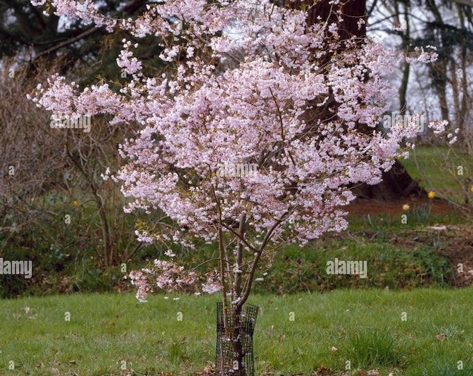 Prunus subhirtella 'Autumnalis Rosea'- 2 to 3 Feet Tall - Ship in pot