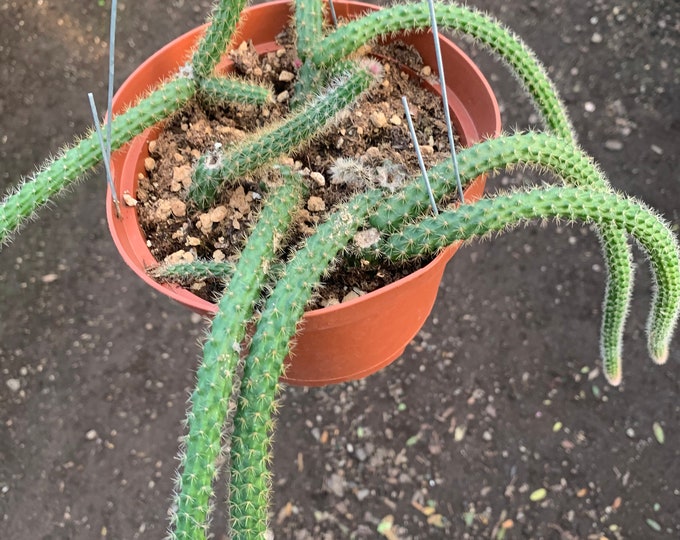 Rat Tail Cactus (Aporocactus Flagelliformis) 1 live plant ship in 6" pot