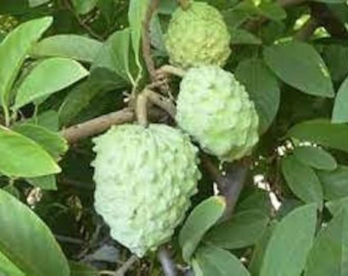 Ap2 atemoya fruit tree -  1 feet talll - grafted tree - ship in 6" pot